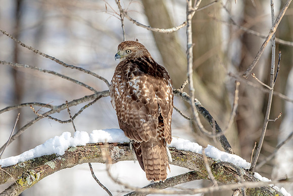 Immature Red Tailed Hawk