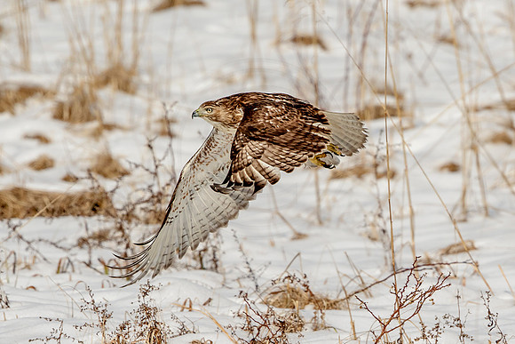 Immature Red Tailed Hawk