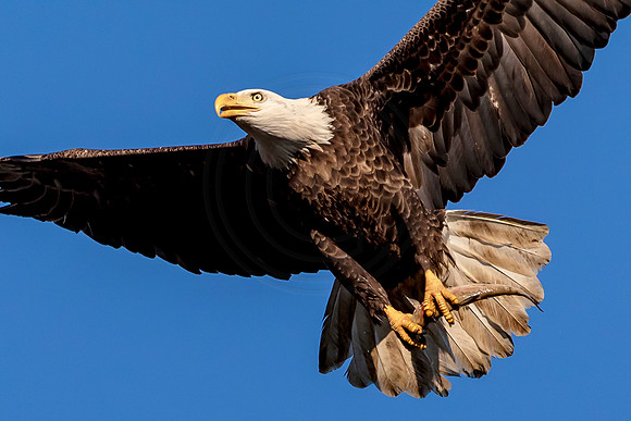 Bald Eagle at Conowingo