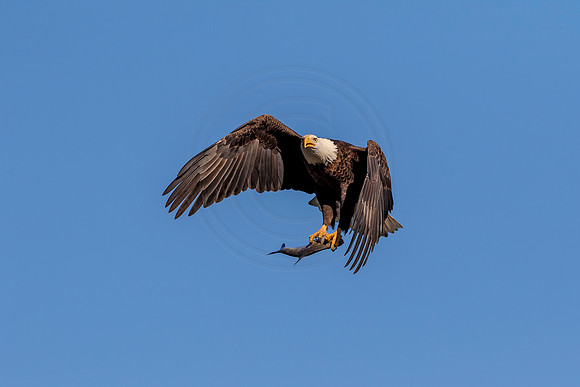Bald Eagle at Conowingo