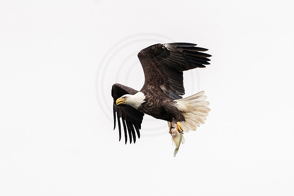 Bald Eagle at Conowingo