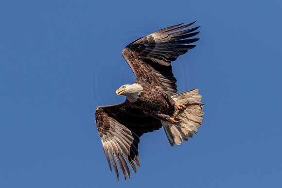 Bald Eagle at Conowingo
