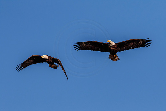 Bald Eagle at Conowingo