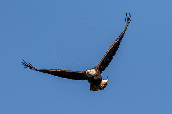 Bald Eagle at Conowingo