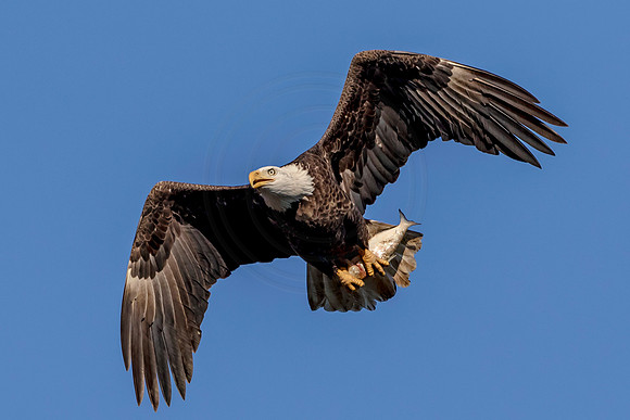 Bald Eagle at Conowingo