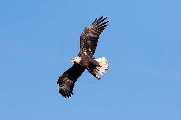 Bald Eagle at Conowingo