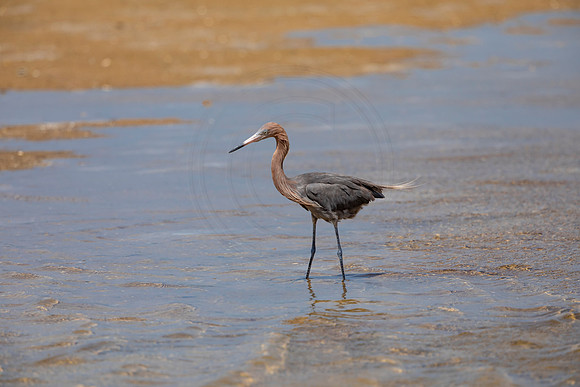 270 reddish egret (6F3A7509) April 15, 2021