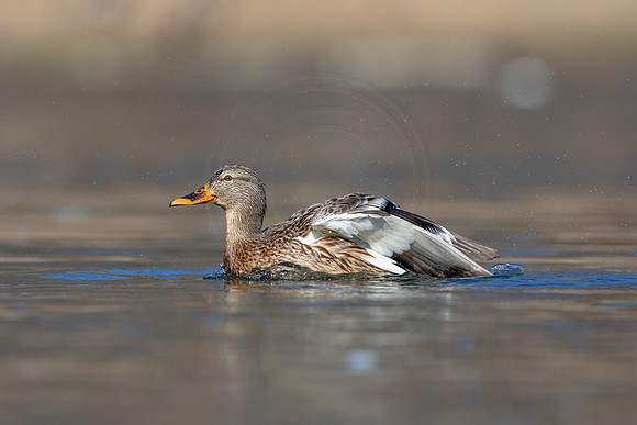 248 mallard (AF3A3748) March 13, 2021