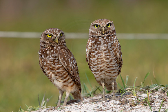 634 burrowing owl (6F3A0630) April 17, 2021