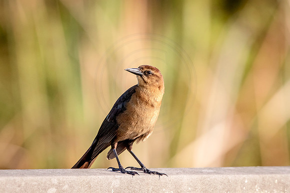 Boat Tailed Grackle