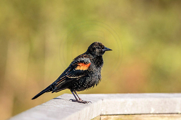 Red Winged Blackbird