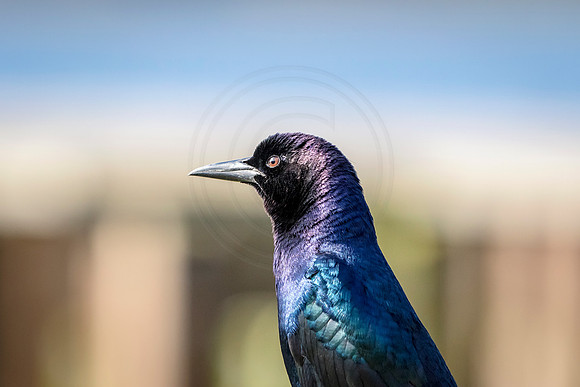 Boat Tailed Grackle