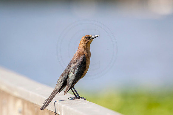 Boat Tailed Grackle