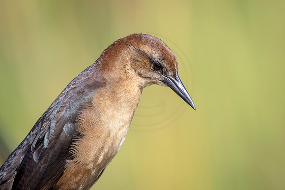 Boat Tailed Grackle