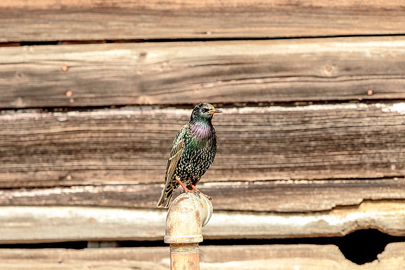 Starling perched in front of a barn