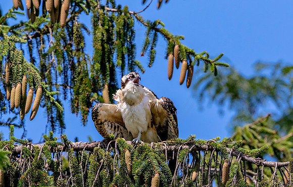 Juvenile Osprey in Ticonderoga