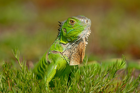 515 iguana (6F3A9153) April 15, 2021