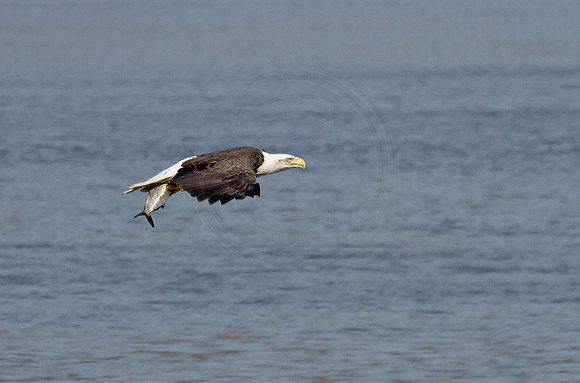 Bald Eagle at Conowingo