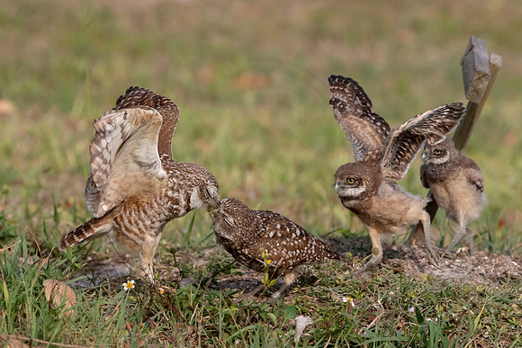 15 burrowing owls (624A7244) April 18, 2021