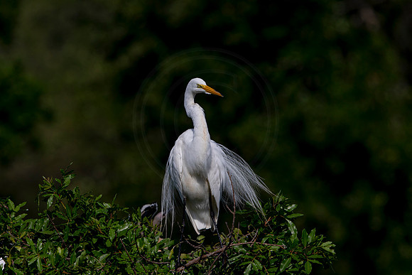 1043 egret (6F3A3574) April 18, 2021