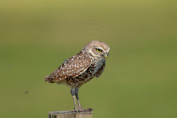 899 burrowing owl (6F3A2378) April 17, 2021