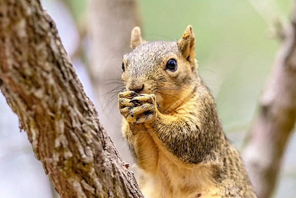 Fox Squirrel in Southern Texas