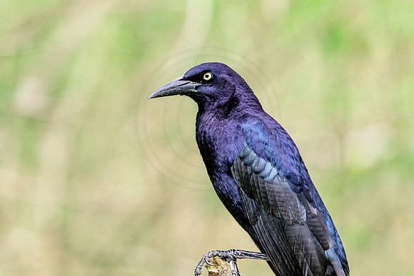 Great-tailed grackle in Southern Texas