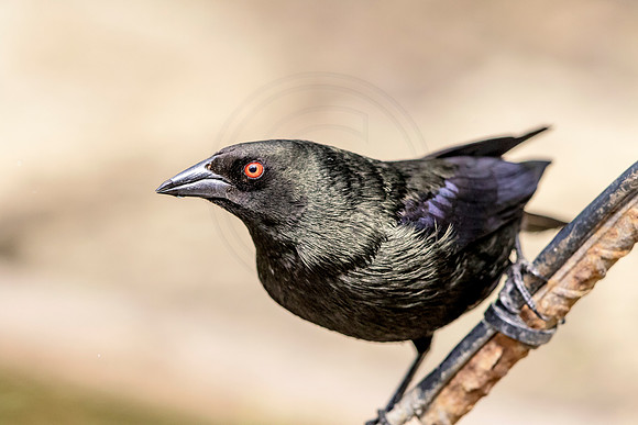 Bronzed Cowbird in Southern Texas