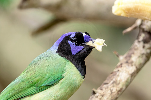 Green Jay eating a banana