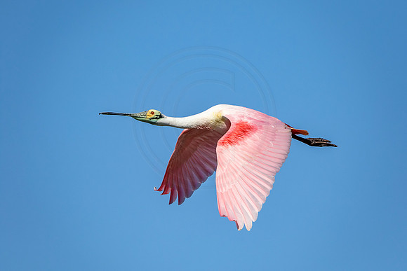 Roseate Spoonbill in Southern Texas