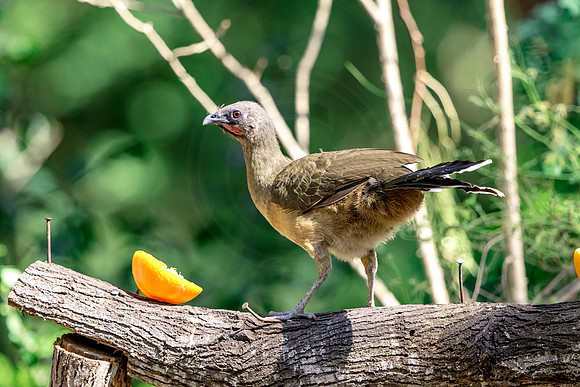 Chachalaca in Southern Texas