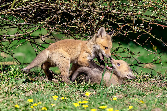 Red Fox Kits Playing