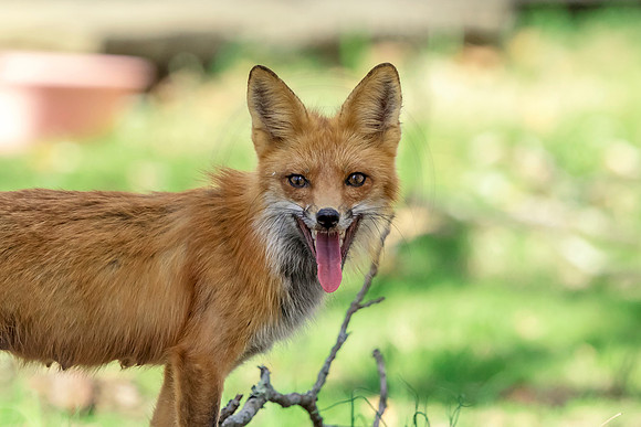Mama Red Fox Smiling