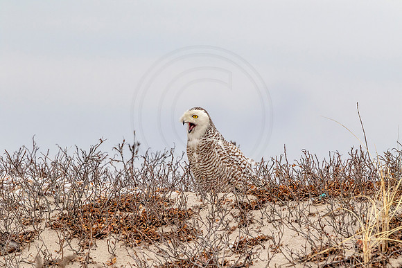 Snowy Owl on the beach