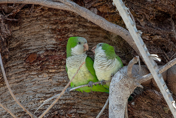 1179 monk parakeet (6F3A4874) April 18, 2021