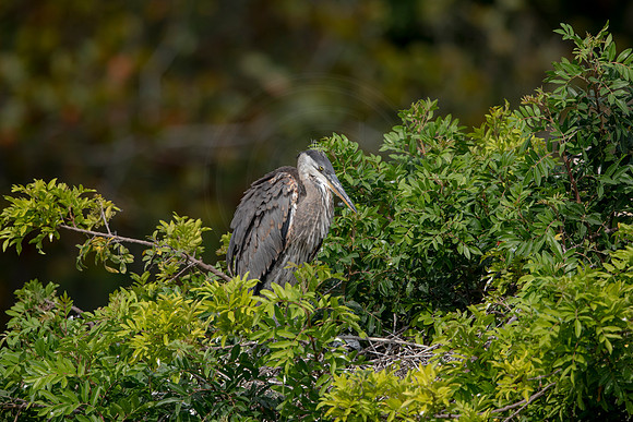 1143 gbh (6F3A4431) April 18, 2021