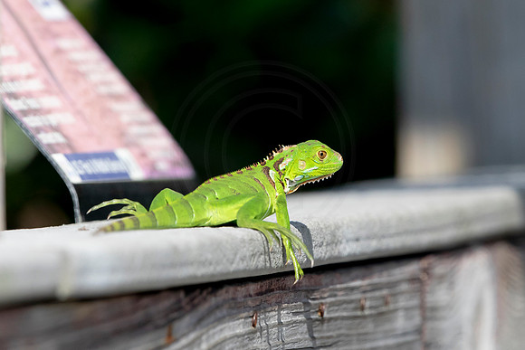 528 iguana (6F3A9254) April 15, 2021