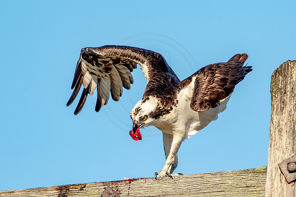 Osprey in Crown Point