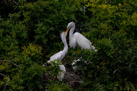 1118 egrets (6F3A4195) April 18, 2021