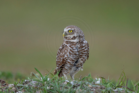 657 burrowing owl (6F3A0898) April 17, 2021