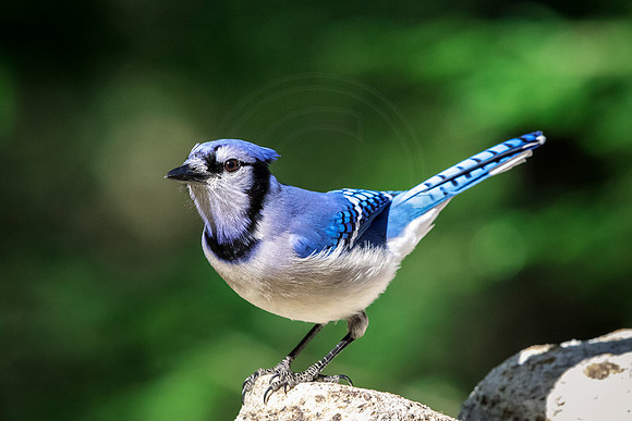 Blue Jay in the Adirondacks