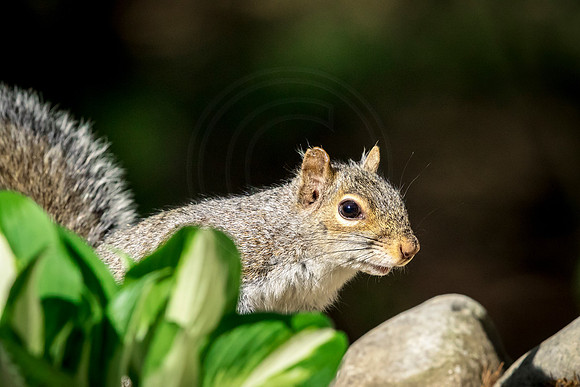 Squirrel in Hosta Garden
