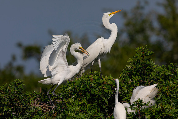 1042 egret (6F3A3507) April 18, 2021