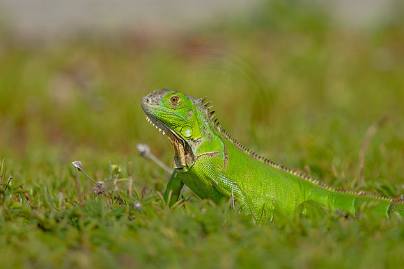 481 iguana (6F3A9019) April 15, 2021