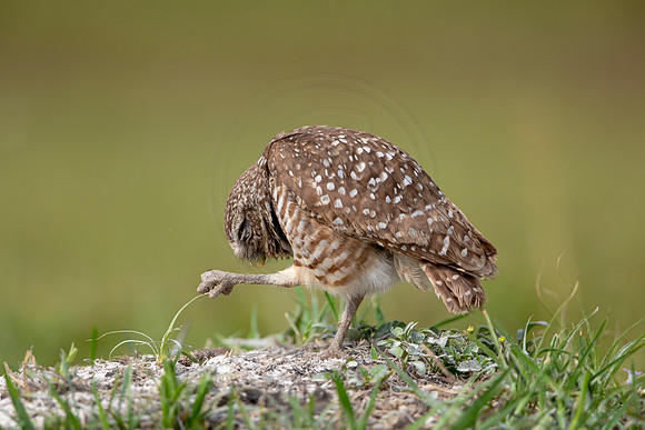 614 burrowing owl (6F3A0508) April 17, 2021