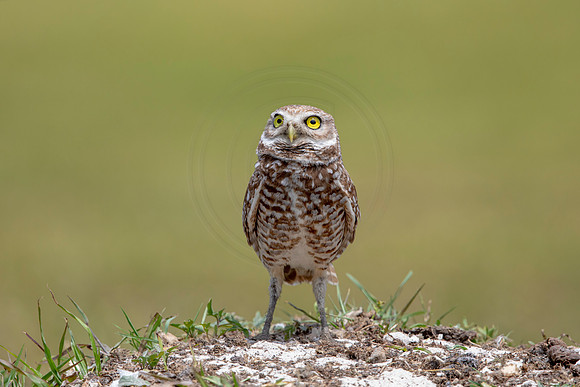 779 burrowing owl (6F3A1674) April 17, 2021