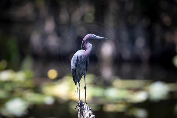 9 little blue heron (6F3A9473) April 16, 2021