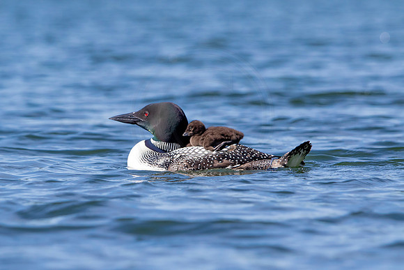 9 loons (624A9421) July 20, 2021