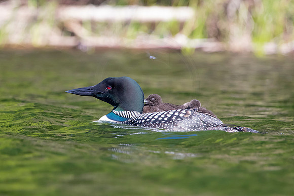 13 loons (624A9298) July 20, 2021