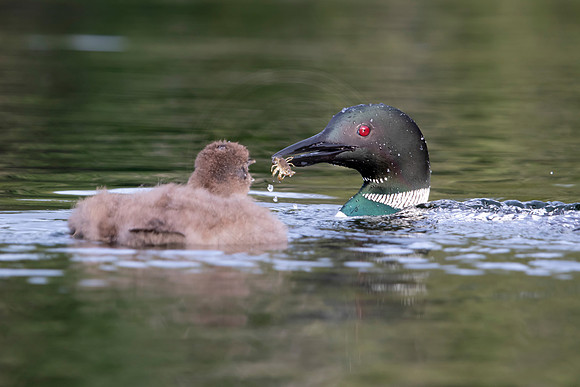 10 loons (IMG_2636) July 24, 2021
